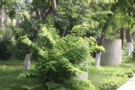 Đây là những cây sưa có tuổi đời gần chục năm tuổi được trồng tại vườn hoa Phủ Lý. Một gốc cây bị sưa tặc thăm viếng đốn hạ, chỉ còn lại những đọt non mới mọc lên từ gốc cây đầy thương tích.